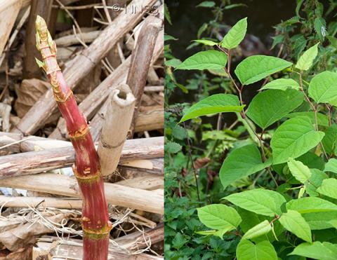 Japanese knotweed stems and leaves