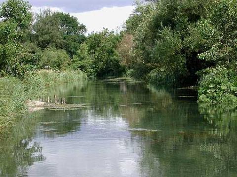 riverside vegetation