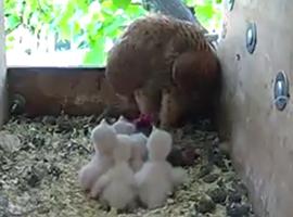 Kestrel feeding 5 chicks