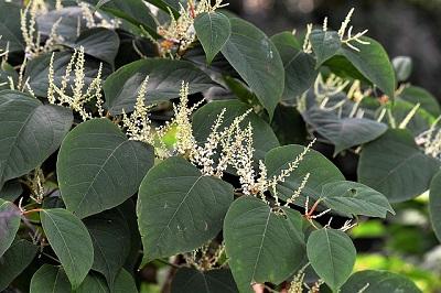 Japanese Knotweed Japanese Knotweed
