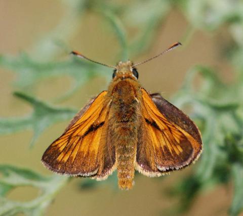 Large skipper butterfly