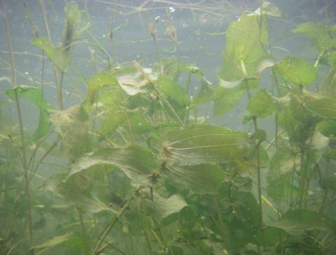 The macrophyte, Potamogeton perfoliatus, under the water surface in Loch Leven The macrophyte, Potamogeton perfoliatus, under the water surface in Loch Leven