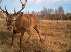 Camera trap photo from Chernobyl Exclusion Zone
