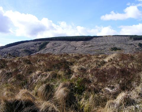 Mixed land cover in an upland catchment, Plynlimon.