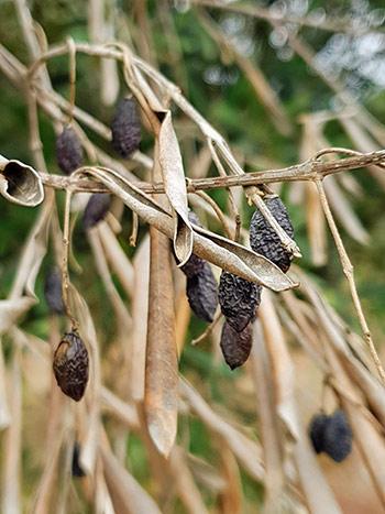 An olive tree infected with Xylella fastidiosa showing symptoms of dieback