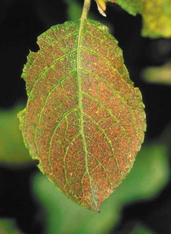 An ozone damaged leaf