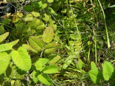 Ozone damage on leaves in grassland