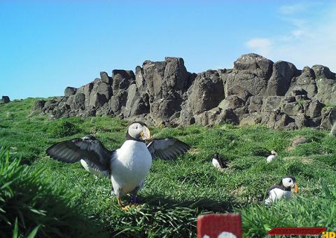 Puffins on the Isle of May camera trap photo (CEH)