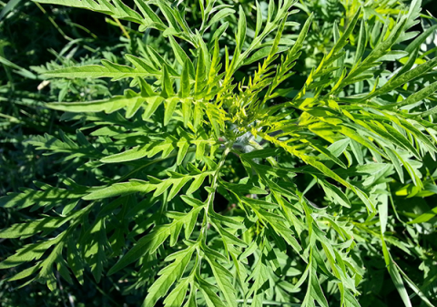 Ambrosia artemisiifolia, Common Ragweed