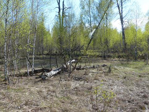 Red Forest, Chernobyl in April 2016