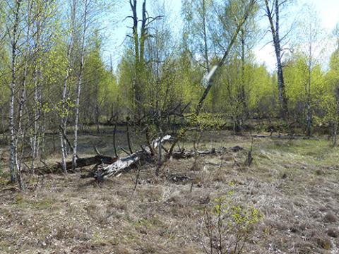 Red Forest, Chernobyl in April 2016 Red Forest, Chernobyl in April 2016