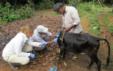 Removing ticks from a cow