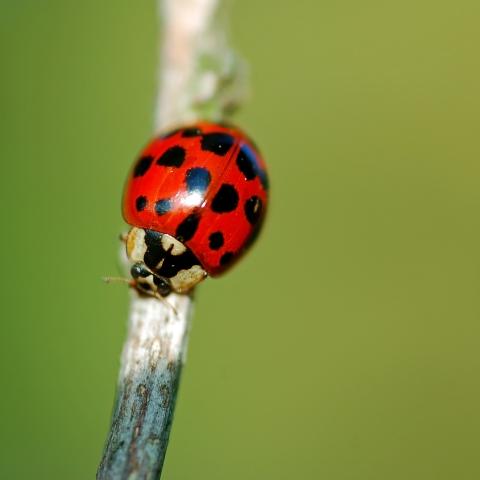 Harlequin ladybird: (c) Shutterstock Harlequin ladybird: (c) Shutterstock
