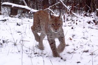 Lynx photographed by wildlife trap camera in Chernobyl exclusion zone Lynx photographed by wildlife trap camera in Chernobyl exclusion zone