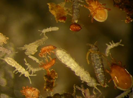 Microscopic life in soil