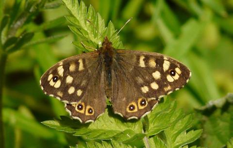 Speckled wood butterfly