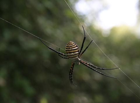 Argiope spider, Akrotiri forest, photo courtesy of Mari Onete