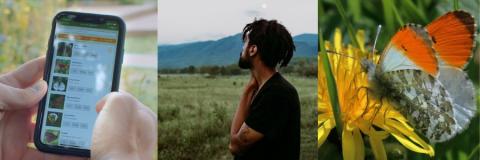 Three photos showing a butterfly app, a man looking at nature and a butterfly on a flower