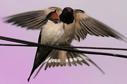 Swallows photo: shutterstock.com Swallows photo: shutterstock.com