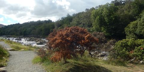 Infected juniper next to a footpath