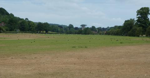 Browning grass in the Hambleden Valley, Buckinghamshire