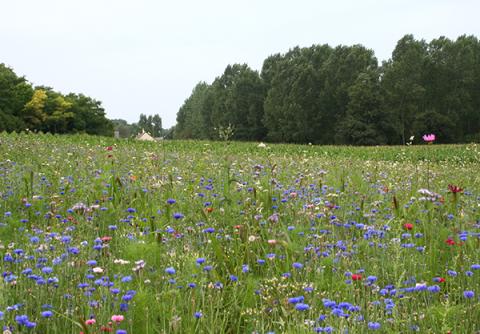 Floral resources in a field
