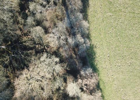 Woodland-grassland boundary image from above