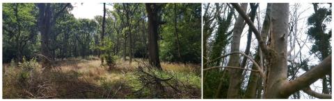 Two photos showing a woodland and ash dieback effects on a tree