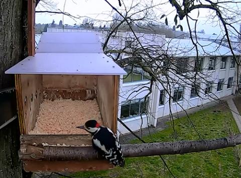 Male great spotted woodpecker at the kestrel nest box