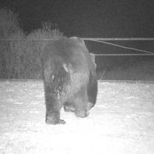 Brown bear (Ursus arctos)