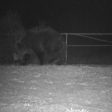 Brown bear (Ursus arctos)