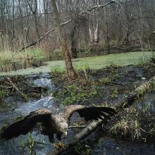 White-tailed eagle (Haliaeetus albicilla)