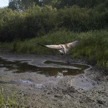 White-tailed eagle (Haliaeetus albicilla)