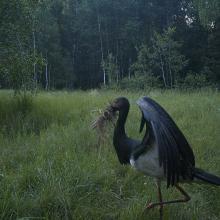 Black stork (Ciconia nigra)