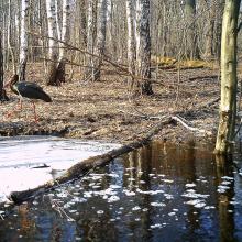 Black stork (Ciconia nigra)