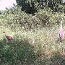 European crane (Grus grus)