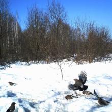 Jay (Garrulus glandarius)