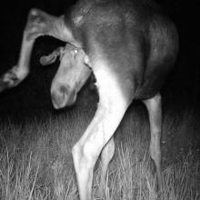 Eurasian elk (Alces alces)