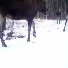 Eurasian elk (Alces alces)