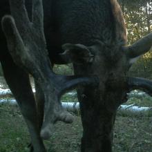 Eurasian elk (Alces alces)