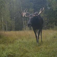 Eurasian elk (Alces alces)