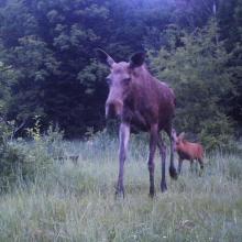 Eurasian elk (Alces alces)