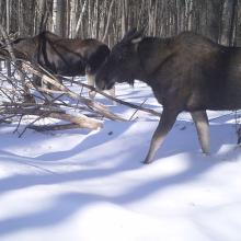 Eurasian elk (Alces alces)