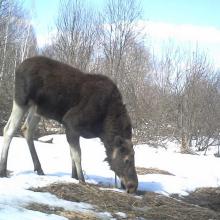 Eurasian elk (Alces alces)