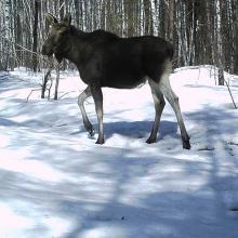 Eurasian elk (Alces alces)