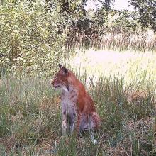 Eurasian Lynx