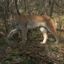 Eurasian Lynx