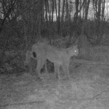 Eurasian Lynx