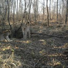 Eurasian Lynx