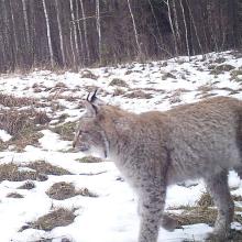 Eurasian Lynx